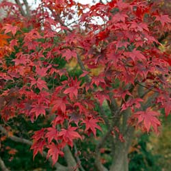 Acer palmatum Bloodgood